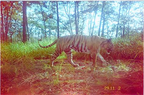 An Indochinese tiger photographed by a camera trap in Mondulkiri Protected Forest within ... / ©: FA / WWF-Cambodia rel=