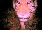 A tiger close up to the camera, sniffing it, caught by the flash, image is slightly blurred.