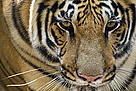 The tiger is the largest species of all cats.