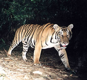 Tiger captured on film in Malaysia
© WWF-Malaysia / Mark Rayan Tiger captured on film in Malaysia
© WWF-Malaysia / Mark Rayan