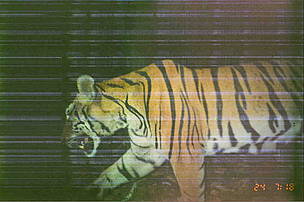 Despite camera traps being destroyed by heavy rain, the WWF team succeeded in capturing one tiger ...
© WWF Thailand
© WWF Thailand