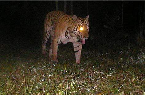 An Indochinese tiger photographed by a camera trap in Mondulkiri Protected Forest within ...
© SWAP team / WWF Cambodia rel=