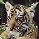 Sumatran tiger, Sumatra, Indonesia.