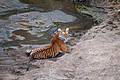 Tiger in Moyar Valley, Nilgiris District, India.