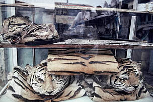 The skins of Indochinese tiger (Panthera tigris corbetti) and other rare cats are openly displayed ...
© WWF / Adam OSWELL The skins of Indochinese tiger (Panthera tigris corbetti) and other rare cats are openly displayed ...
© WWF / Adam OSWELL