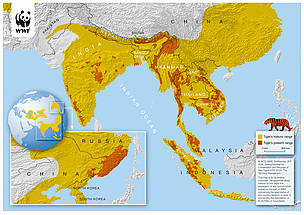 แถบที่อยู่อาศัยของเสือโคร่งในอดีตและปัจจุบัน
© WCS, Smithsonian, STF, WWF
© WCS, Smithsonian, STF, WWF