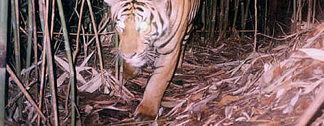 Tiger rel=