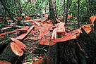 Illegal logging in the lowland rainforest. Highly quoted cedro tree (Cedrela odorata), Department Madre de Dios, Peru.