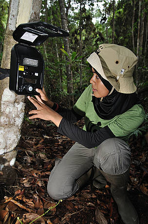 Karmila Parakkasi the coordinator of WWF-Indonesia's Tiger Research Team checking camera trap ...
© WWF-Indonesia / Des Syafrizal tiger tigers camera trap
© WWF-Indonesia / Des Syafrizal