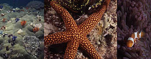 Coral reef seascape.
© WWF / Adhi RACHMAT Coral reef seascape.
© WWF / Adhi RACHMAT