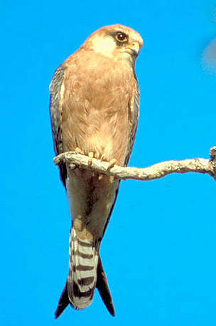 Red-footed falcon (Falco vespertinus) female. Sasik Liman, Ukraine.
© WWF / Anton VORAUER Red-footed falcon (<i>Falco vespertinus</i>) female. Sasik Liman, Ukraine.
© WWF / Anton VORAUER