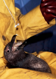 Oiled penguins rescued after oil spill being fed fish at the Southern African National Foundation ...
© WWF / Martin HARVEY Oiled penguins rescued after oil spill being fed fish at the Southern African National Foundation ...
© WWF / Martin HARVEY