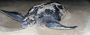 Leatherback turtle hiding its eggs.
© WWF / Carlos DREWS
© WWF / Carlos DREWS