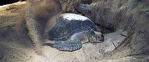 Green turtle.
© WWF / Juergen FREUND
© WWF / Juergen FREUND