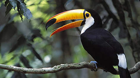 Toucan, Iguazu Falls National Park, Brazil. (Photo used with kind permission of the photographer) / ©: Gavriel JECAN WWF HAS ONLY SINGLE USE AUTHORIZATION FOR THIS PHOTO. rel=