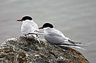 Arctic terns: They look quite fragile and are not only elegant flyers but also cover large distances.