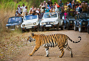 Tourists watching a Bengal tiger, India. © naturepl.com / Tony Heald / WWF Tourists watching a Bengal tiger, India.