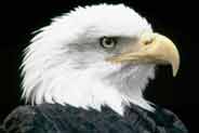 Bald Eagle (Haliaeetus leucocephalus)
© WWF / Chris Martin Bahr Bald Eagle (<i>Haliaeetus leucocephalus</i>)
© WWF / Chris Martin Bahr