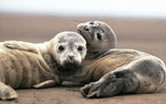 Mammals such as harbour porpoises and North Sea seals have impaired immune systems caused by ...
© WWF / Jan Van De Kam Mammals such as harbour porpoises and North Sea seals have impaired immune systems caused by ...
© WWF / Jan Van De Kam