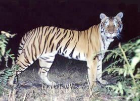 Tiger photographed in the Suklaphanta Wildlife Reserve, Nepal. The local name of the tiger is ...
© WWF Nepal Tiger photographed in the Suklaphanta Wildlife Reserve, Nepal. The local name of the tiger is ...
© WWF Nepal