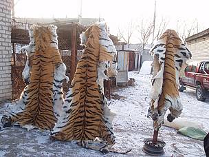 Pieles de Tigres Siberiano Confiscadas