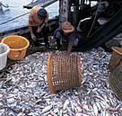 Trawler catch, Borneo/Malaysia.