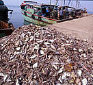 Discard from trawl, Gahiramatha, Orissa, India.