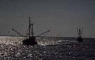 Trawlers in the North East Atlantic. Certain fishing gear directly damages habitats and species.