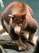 Matschie's tree kangaroo, one of Papua New Guinea's unique wildlife species.