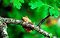 Treefrog Caucasus © Hartmut Jungius/WWF Treefrog Caucasus