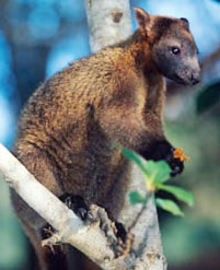 A tree kangaroo at home in its natural habitat. New Guinea.
© WWF / Martin Harvey Bennett's tree-kangaroo (Dendrolagus bennettianus) on the branch of a tree. The Bennett's ...
© WWF / Martin Harvey