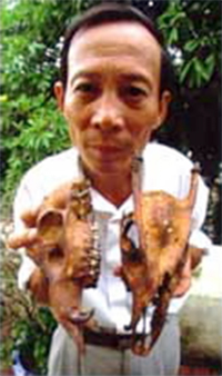 Researcher holding two skulls of the never seen Truong Son muntjac (Muntiacus truongsonensis).
© WWF-UK Researcher holding two skulls of the never seen Truong Son muntjac (<i>Truong Son ...
© WWF-UK