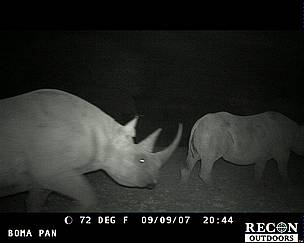 Black rhinos caught on camera in Pilanesberg National Park, South Africa
© WWF
© WWF