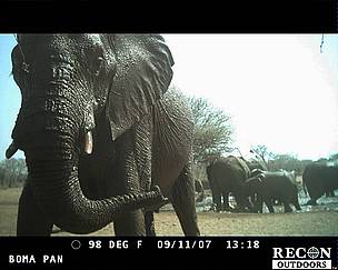 Elephant caught on camera in Pilanesberg National Park, South Africa
© WWF
© WWF