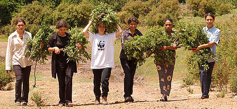 Myrtle collection in El Feija cork forests, Tunisia / ©: WWF / M. GUNTHER rel=