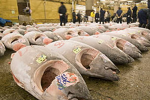 Mediterranean bluefin tuna — highly prized around the world, especially in Japan for sushi and ...
© WWF / Michel Gunther
© WWF / Michel Gunther
