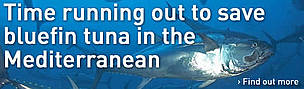 Time running out to save bluefin tuna in the Mediterranean
© M. San Felix Time running out to save bluefin tuna in the Mediterranean
© M. San Felix