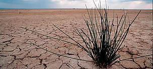Parched land due to drought in Parched land due to drought in "Sebkhra de Kelbia" lagoon. Tunisia. / ©: WWF / Michel GUNTHER