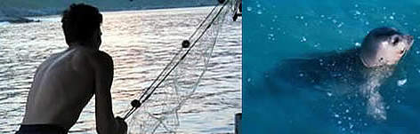(left) Fisherman, turkey; (right) monkseal / ©: WWF (left) Fisherman, turkey; (right) monkseal rel=