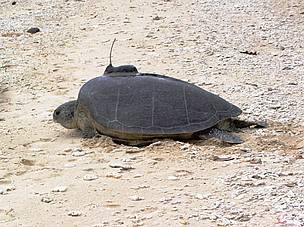 Green Turtle with Satellite Tracking Applicator, Cahn Bay, Vietnam
© Keith Symington / WWF Vietnam
© Keith Symington / WWF Vietnam