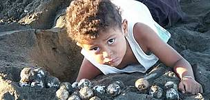 A child helps collecting olive ridley turtle (Lepidochelys olivacea) eggs, during the legal harvest ...
© WWF / Carlos DREWS A child helps collecting olive ridley turtle (<i>Lepidochelys olivacea</i>) eggs, ...
© WWF / Carlos DREWS