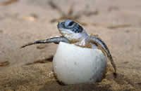 Indonesia has pledged to protect a top leatherback turtle nesting site.
© WWF / Roger Leguen
© WWF / Roger Leguen