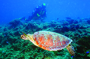 The Great Sea Reef is a major feeding ground for trans-migratory Pacific sea turtles.
© WWF-SPPO
© WWF-SPPO