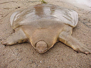 An Asian giant softshell turtle (Pelochelys cantorii) caught by a fisherman in Lao PDR’s Attapeu ... / ©: WWF Lao PDR / ©: WWF Lao PDR