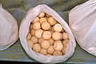 Turtle eggs for sale