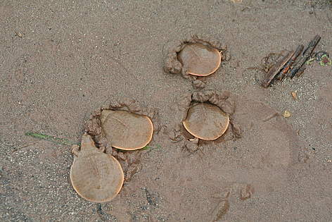 Cantor's Giant Softshell Turtle hatchlings group
© WWF-Chris Greenwood rel=