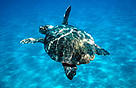 A loggerhead turtle (Caretta caretta) swimming in the Mediterranean Sea.