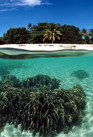 Coral reef, Turtle Islands, Philippines.
© WWF / Jürgen FREUND Coral reef, Turtle Islands, Philippines.
© WWF / Jürgen FREUND
