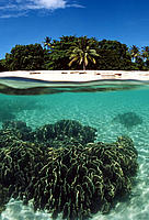 Coral reef, Turtle Islands, Philippines.