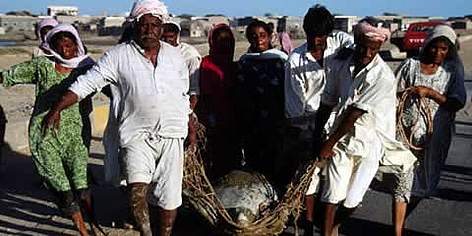 Green turtle Rescue operation, Turtle having lost its way back to the sea, carried by villagers. ...
© WWF / Mauri RAUTKARI Green turtle Rescue operation, Turtle having lost its way back to the sea, carried by villagers. ... rel=